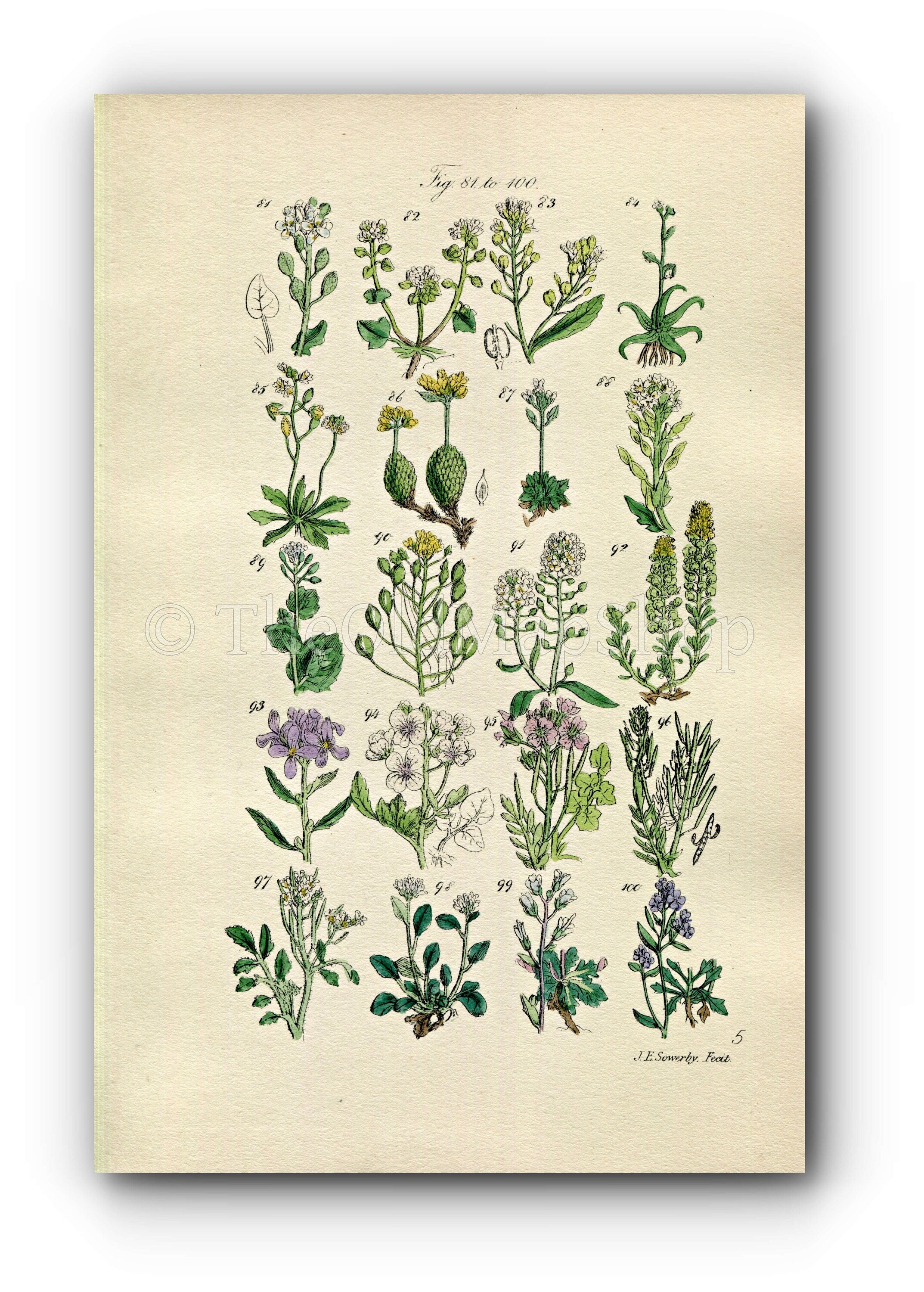 1914 Sowerby Antique Botanical Print, Scurvy Grass, Horseradish, Yellow Draba, Lady's Smock, Rock & Bitter Cress, Plate 5, (Plants 81 - 100) - The Old Map Shop
