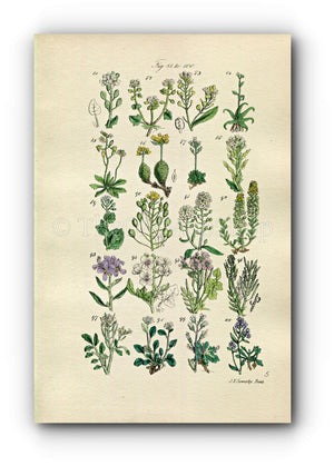 1914 Sowerby Antique Botanical Print, Scurvy Grass, Horseradish, Yellow Draba, Lady's Smock, Rock & Bitter Cress, Plate 5, (Plants 81 - 100) - The Old Map Shop