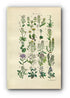 1914 Sowerby Antique Botanical Print, Scurvy Grass, Horseradish, Yellow Draba, Lady's Smock, Rock & Bitter Cress, Plate 5, (Plants 81 - 100) - The Old Map Shop