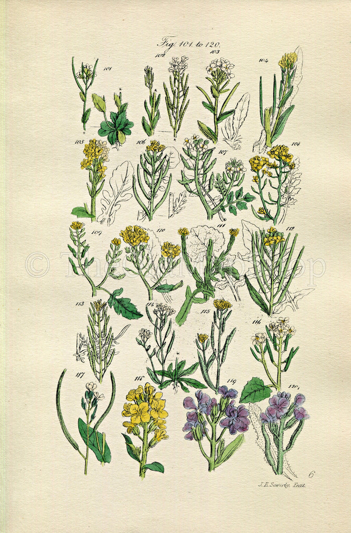 1914 Sowerby Antique Botanical Print, Rock Cress, Tower Mustard, Water Cress, London Rocket, Hedge Garlic, Plate 6, (Plants 101 - 120)