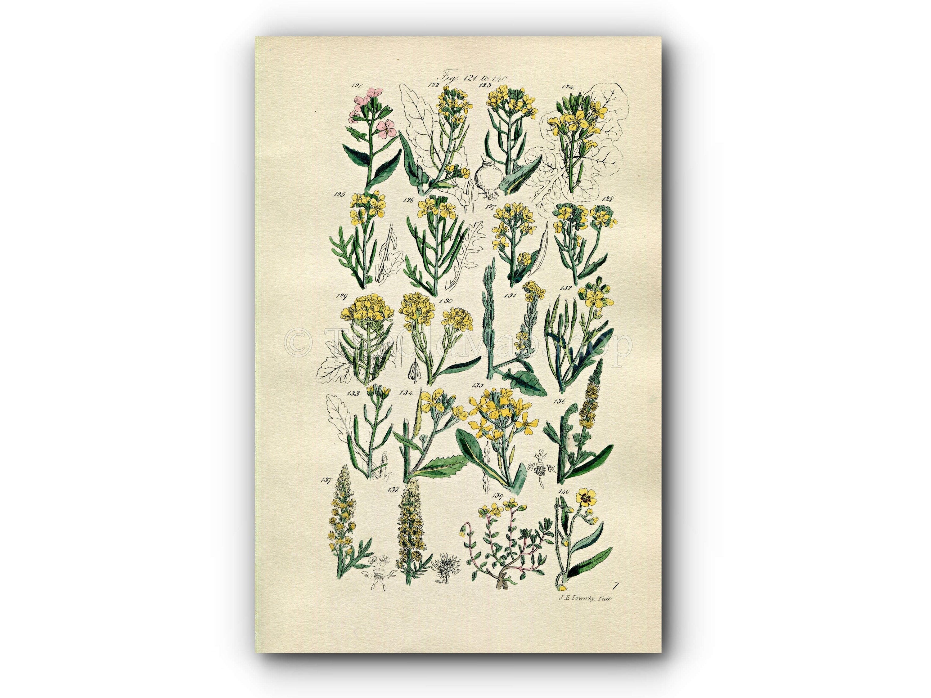 1914 Sowerby Antique Botanical Print, Wild Turnip, Cabbage, Wild Mustard, Wall Rocket, Wild Radish, Rock Rose, Plate 7, (Plants 121 - 140)