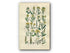 1914 Sowerby Antique Botanical Print, Wild Turnip, Cabbage, Wild Mustard, Wall Rocket, Wild Radish, Rock Rose, Plate 7, (Plants 121 - 140)