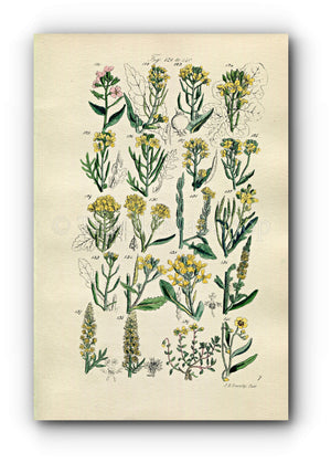 1914 Sowerby Antique Botanical Print, Wild Turnip, Cabbage, Wild Mustard, Wall Rocket, Wild Radish, Rock Rose, Plate 7, (Plants 121 - 140)