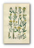 1914 Sowerby Antique Botanical Print, Wild Turnip, Cabbage, Wild Mustard, Wall Rocket, Wild Radish, Rock Rose, Plate 7, (Plants 121 - 140)