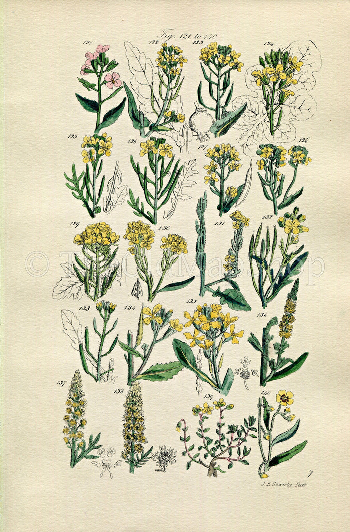 1914 Sowerby Antique Botanical Print, Wild Turnip, Cabbage, Wild Mustard, Wall Rocket, Wild Radish, Rock Rose, Plate 7, (Plants 121 - 140)