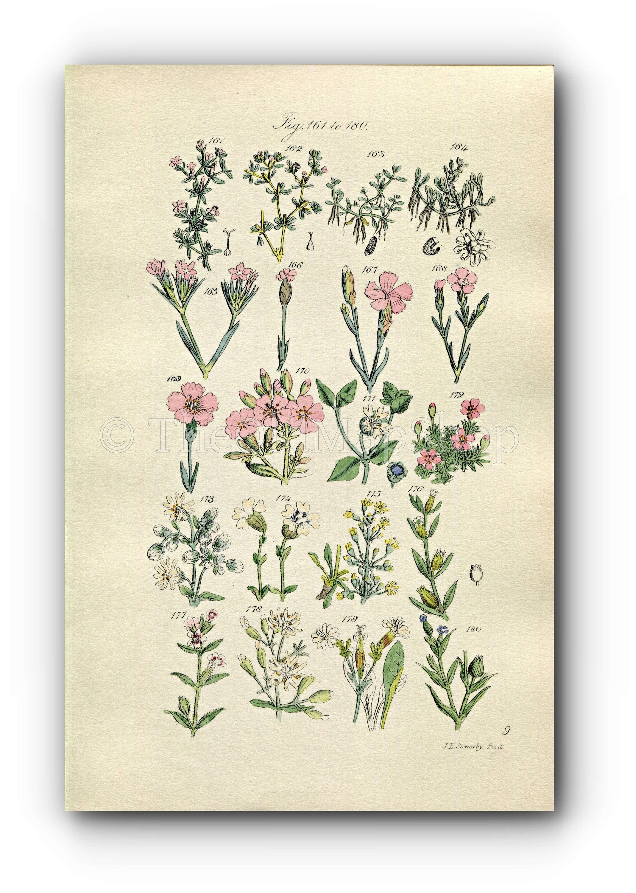 1914 Sowerby Antique Botanical Print, Clove Pink, Carnation, Cheddar Pink, Soapwort, Campion, English Catchfly, Plate 9, (Plants 161 - 180) - The Old Map Shop