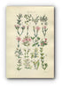 1914 Sowerby Antique Botanical Print, Clove Pink, Carnation, Cheddar Pink, Soapwort, Campion, English Catchfly, Plate 9, (Plants 161 - 180) - The Old Map Shop