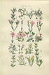 1914 Sowerby Antique Botanical Print, Clove Pink, Carnation, Cheddar Pink, Soapwort, Campion, English Catchfly, Plate 9, (Plants 161 - 180) - The Old Map Shop
