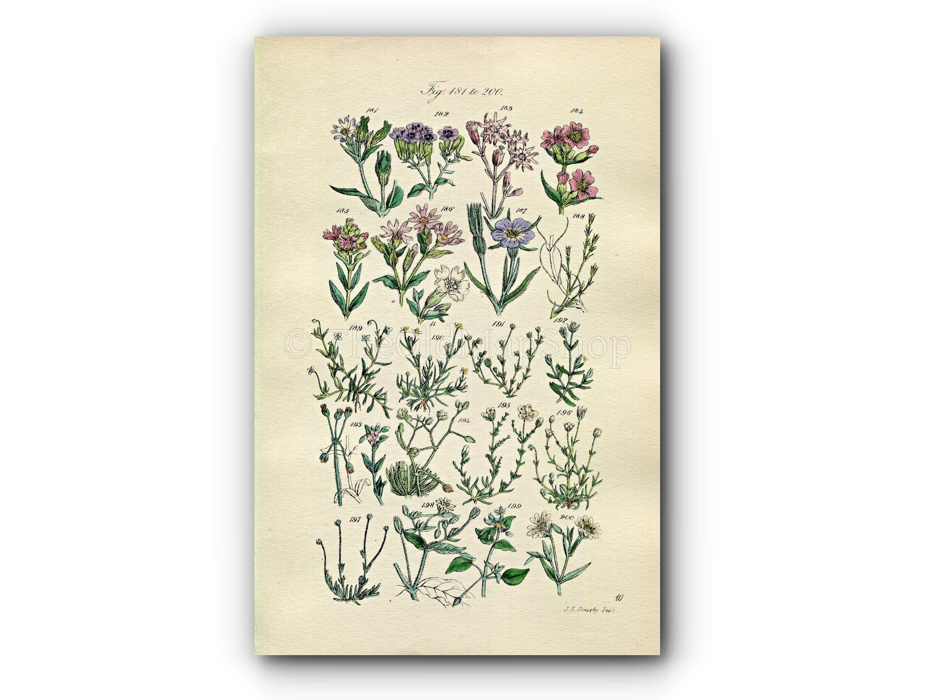1914 Sowerby Antique Botanical Print, Catchfly, Ragged Robin, Campion, Pearl-Wort, Spurrey, Chickweed, Plate 10, (Plants 181 - 200) - The Old Map Shop