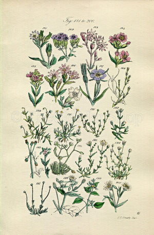 1914 Sowerby Antique Botanical Print, Catchfly, Ragged Robin, Campion, Pearl-Wort, Spurrey, Chickweed, Plate 10, (Plants 181 - 200) - The Old Map Shop