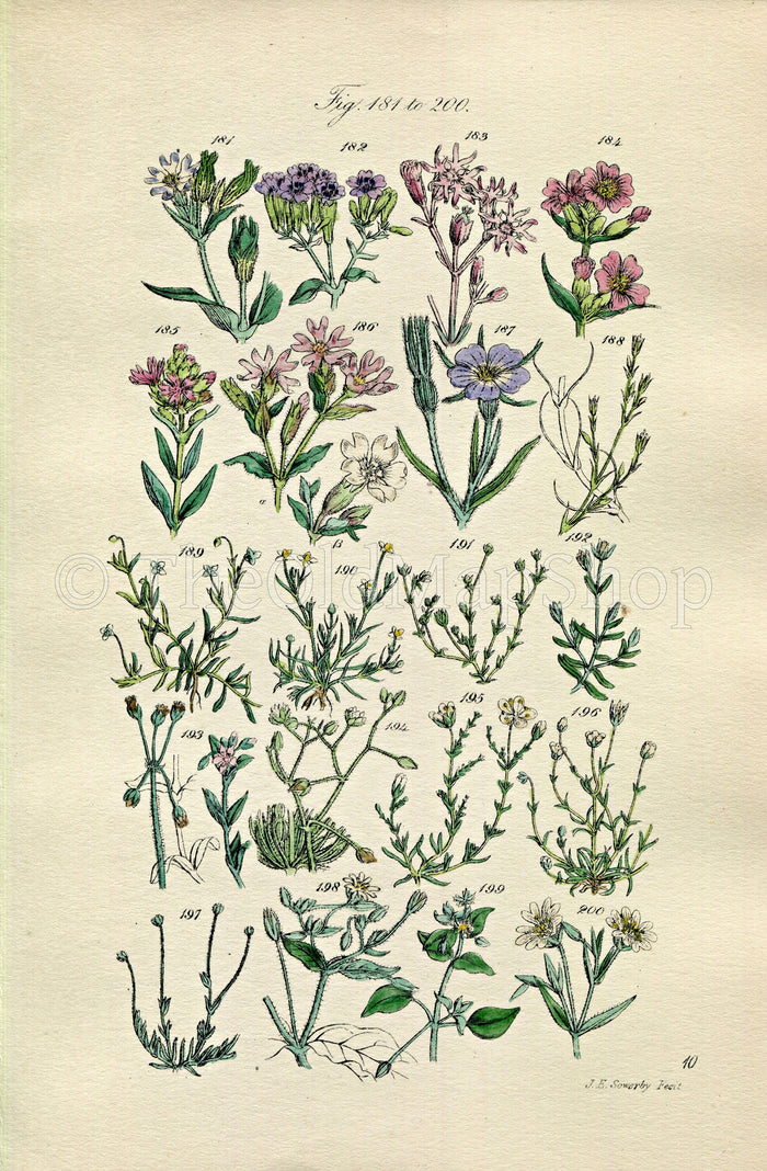 1914 Sowerby Antique Botanical Print, Catchfly, Ragged Robin, Campion, Pearl-Wort, Spurrey, Chickweed, Plate 10, (Plants 181 - 200)