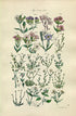 1914 Sowerby Antique Botanical Print, Catchfly, Ragged Robin, Campion, Pearl-Wort, Spurrey, Chickweed, Plate 10, (Plants 181 - 200) - The Old Map Shop