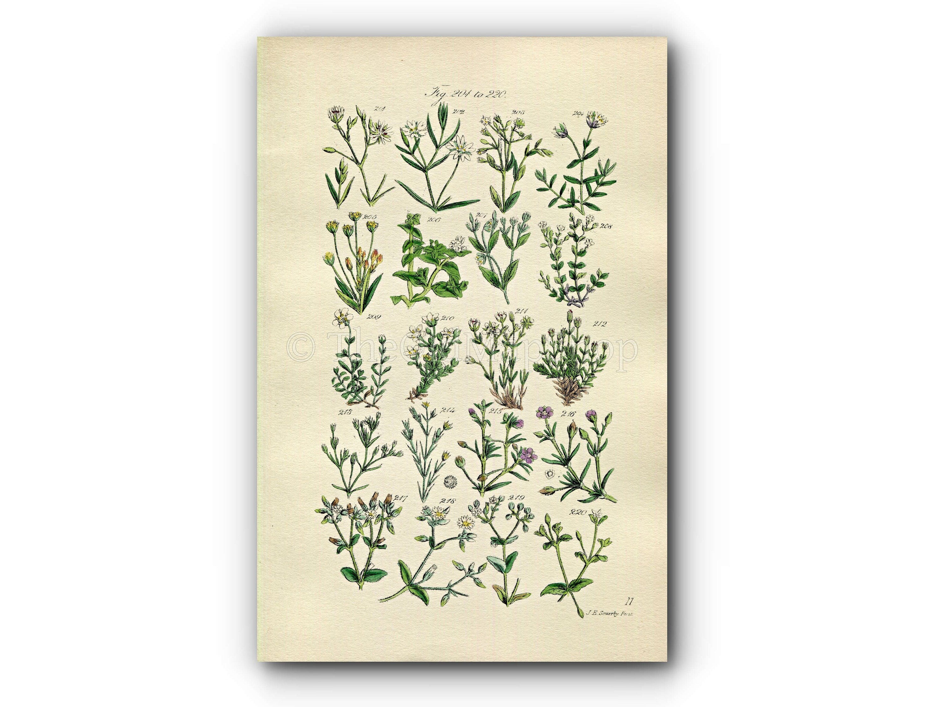 1914 Sowerby Antique Botanical Print, Star-Wort, Sea Pimpernel, Sand-Wort, Mouse-Ear, Plate 11, (Plants 201 - 220) - The Old Map Shop