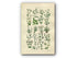 1914 Sowerby Antique Botanical Print, Star-Wort, Sea Pimpernel, Sand-Wort, Mouse-Ear, Plate 11, (Plants 201 - 220) - The Old Map Shop