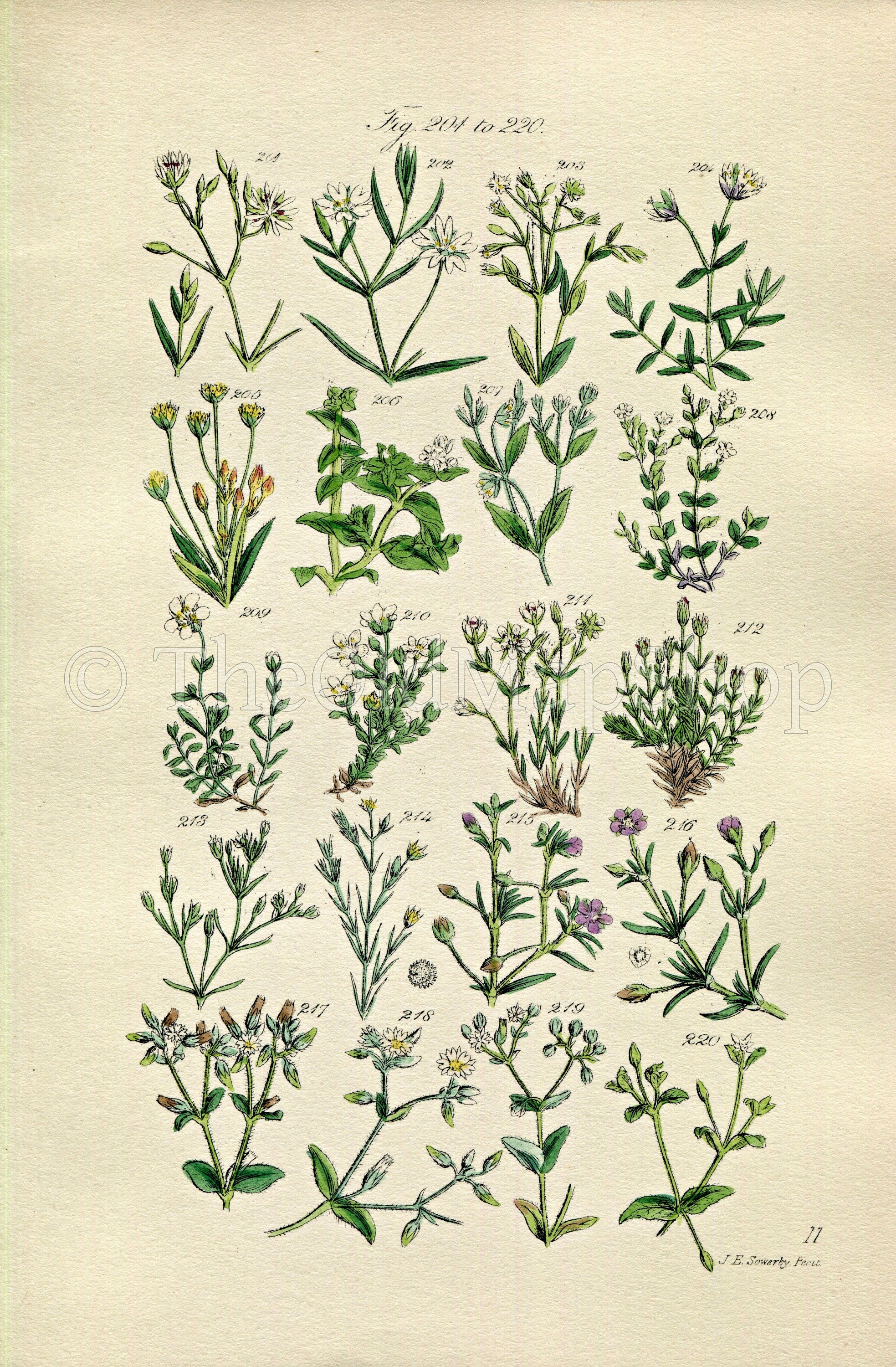 1914 Sowerby Antique Botanical Print, Star-Wort, Sea Pimpernel, Sand-Wort, Mouse-Ear, Plate 11, (Plants 201 - 220) - The Old Map Shop