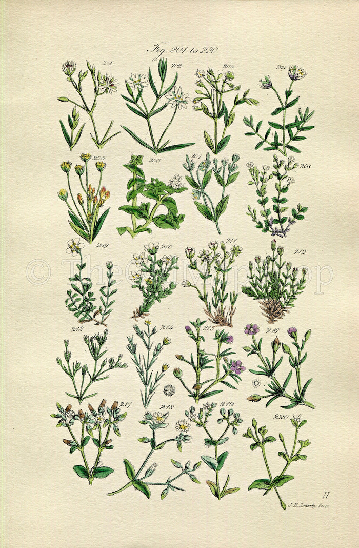 1914 Sowerby Antique Botanical Print, Star-Wort, Sea Pimpernel, Sand-Wort, Mouse-Ear, Plate 11, (Plants 201 - 220)