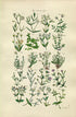 1914 Sowerby Antique Botanical Print, Star-Wort, Sea Pimpernel, Sand-Wort, Mouse-Ear, Plate 11, (Plants 201 - 220) - The Old Map Shop