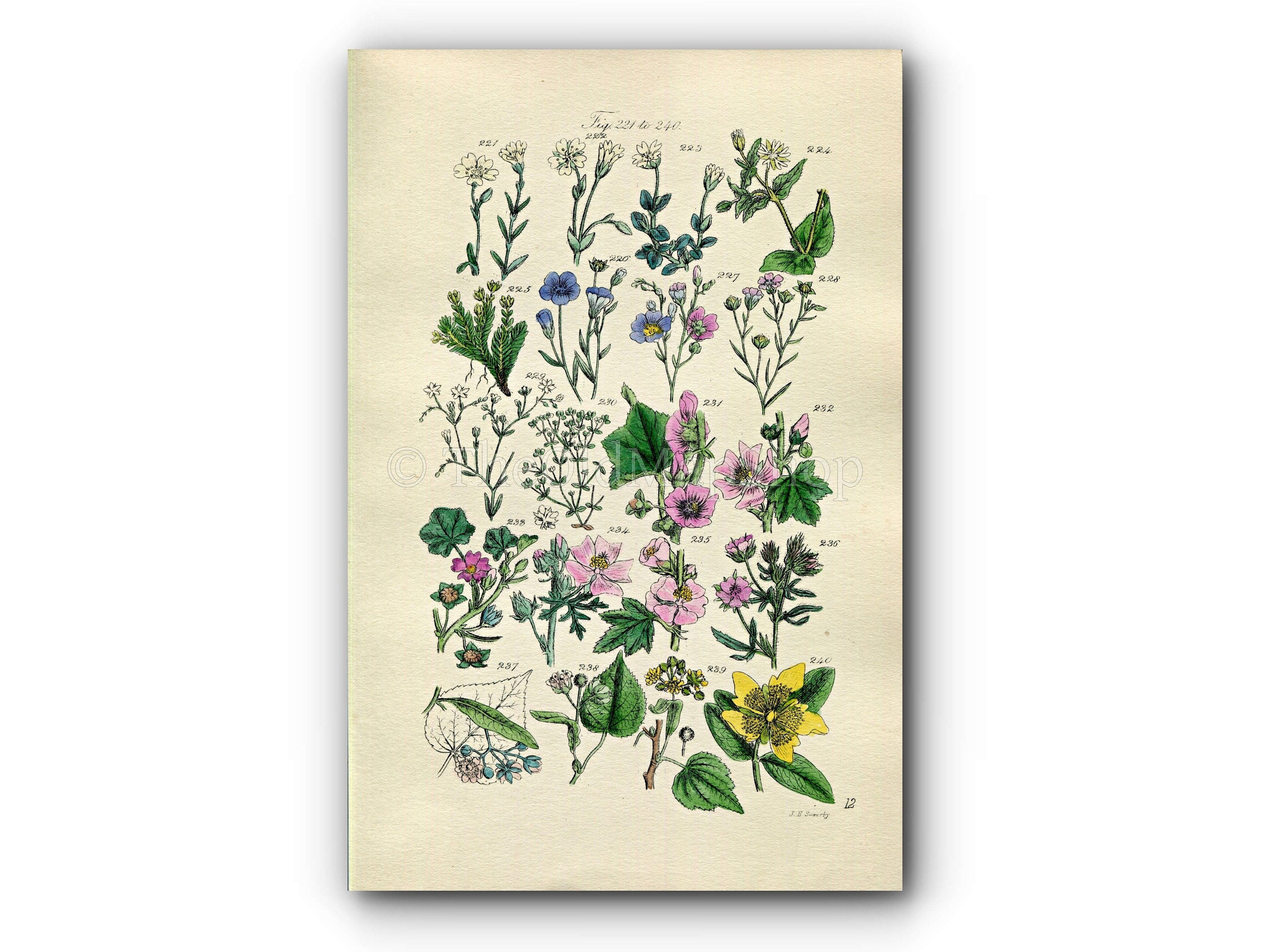 1914 Sowerby Antique Botanical Print, Tree Mallow, Lime, Linden-Tree, Chickweed, Common Flax, All-Seed, Flax, Plate 12, (Plants 221 - 240) - The Old Map Shop