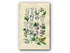 1914 Sowerby Antique Botanical Print, Tree Mallow, Lime, Linden-Tree, Chickweed, Common Flax, All-Seed, Flax, Plate 12, (Plants 221 - 240) - The Old Map Shop