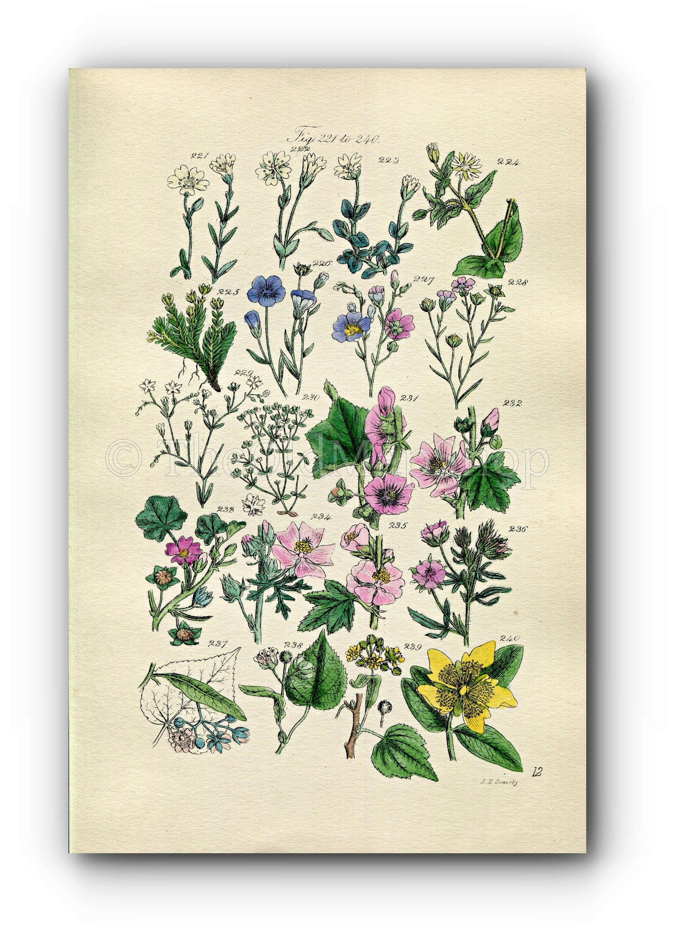 1914 Sowerby Antique Botanical Print, Tree Mallow, Lime, Linden-Tree, Chickweed, Common Flax, All-Seed, Flax, Plate 12, (Plants 221 - 240) - The Old Map Shop