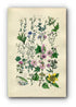 1914 Sowerby Antique Botanical Print, Tree Mallow, Lime, Linden-Tree, Chickweed, Common Flax, All-Seed, Flax, Plate 12, (Plants 221 - 240) - The Old Map Shop