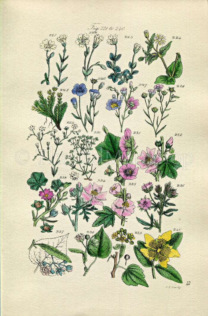 1914 Sowerby Antique Botanical Print, Tree Mallow, Lime, Linden-Tree, Chickweed, Common Flax, All-Seed, Flax, Plate 12, (Plants 221 - 240)