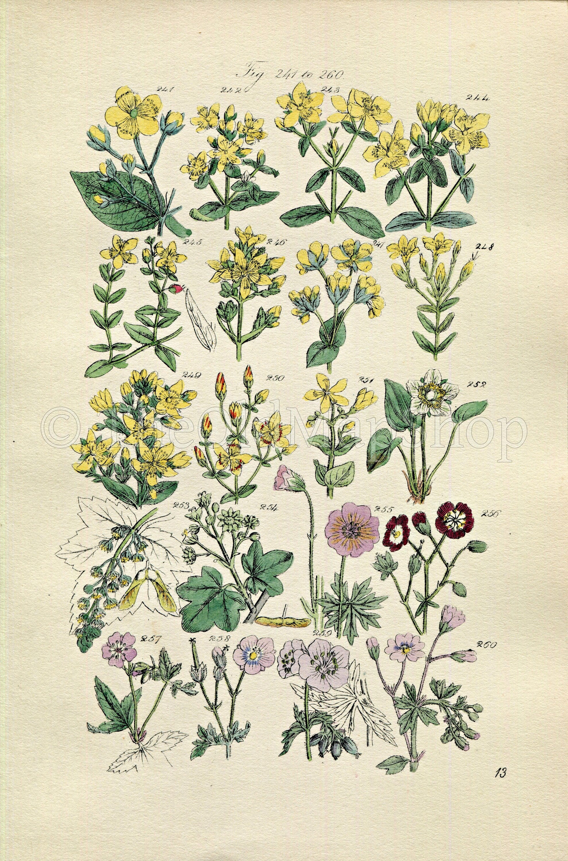 1914 Sowerby Antique Botanical Print, St. John's Wort, Sycamore, Crane's-Bill, Cranesbill, Maple, Plate 13, (Plants 241 - 260)