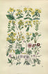 1914 Sowerby Antique Botanical Print, St. John's Wort, Sycamore, Crane's-Bill, Cranesbill, Maple, Plate 13, (Plants 241 - 260)