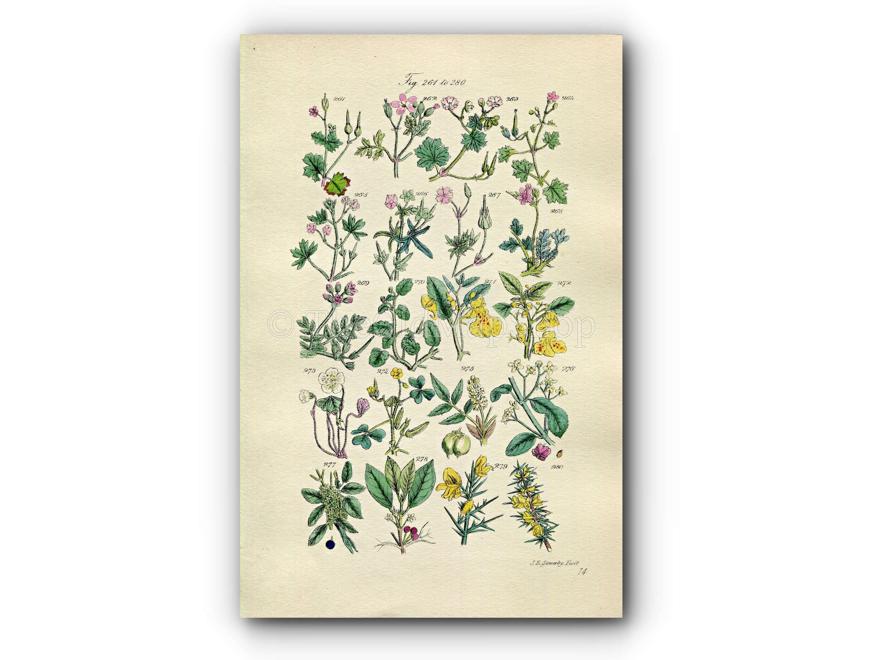 1914 Sowerby Antique Botanical Print, Crane's-Bill, Cranesbill, Herb Robert, Shamrock, Wood Sorrel, Gorse, Plate 14, (Plants 261 - 280)