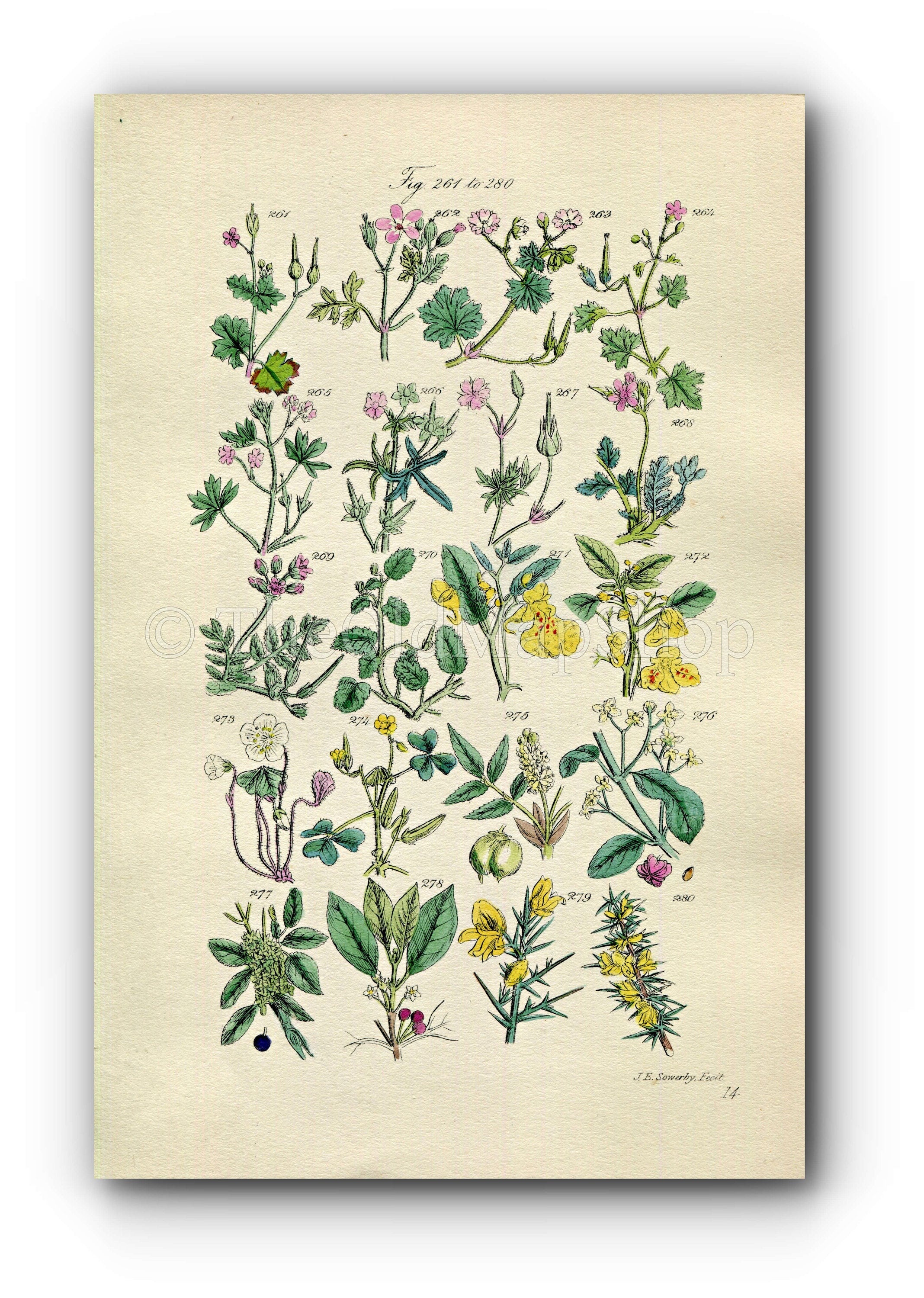 1914 Sowerby Antique Botanical Print, Crane's-Bill, Cranesbill, Herb Robert, Shamrock, Wood Sorrel, Gorse, Plate 14, (Plants 261 - 280)