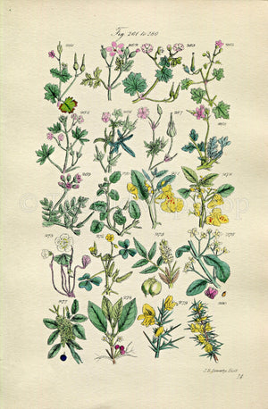 1914 Sowerby Antique Botanical Print, Crane's-Bill, Cranesbill, Herb Robert, Shamrock, Wood Sorrel, Gorse, Plate 14, (Plants 261 - 280)