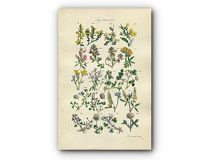 1914 Sowerby Antique Botanical Print, Broom, Black Medick, Green Weed, White Clover, Trefoil, White Melilot, Plate 15, (Plants 281 - 300)