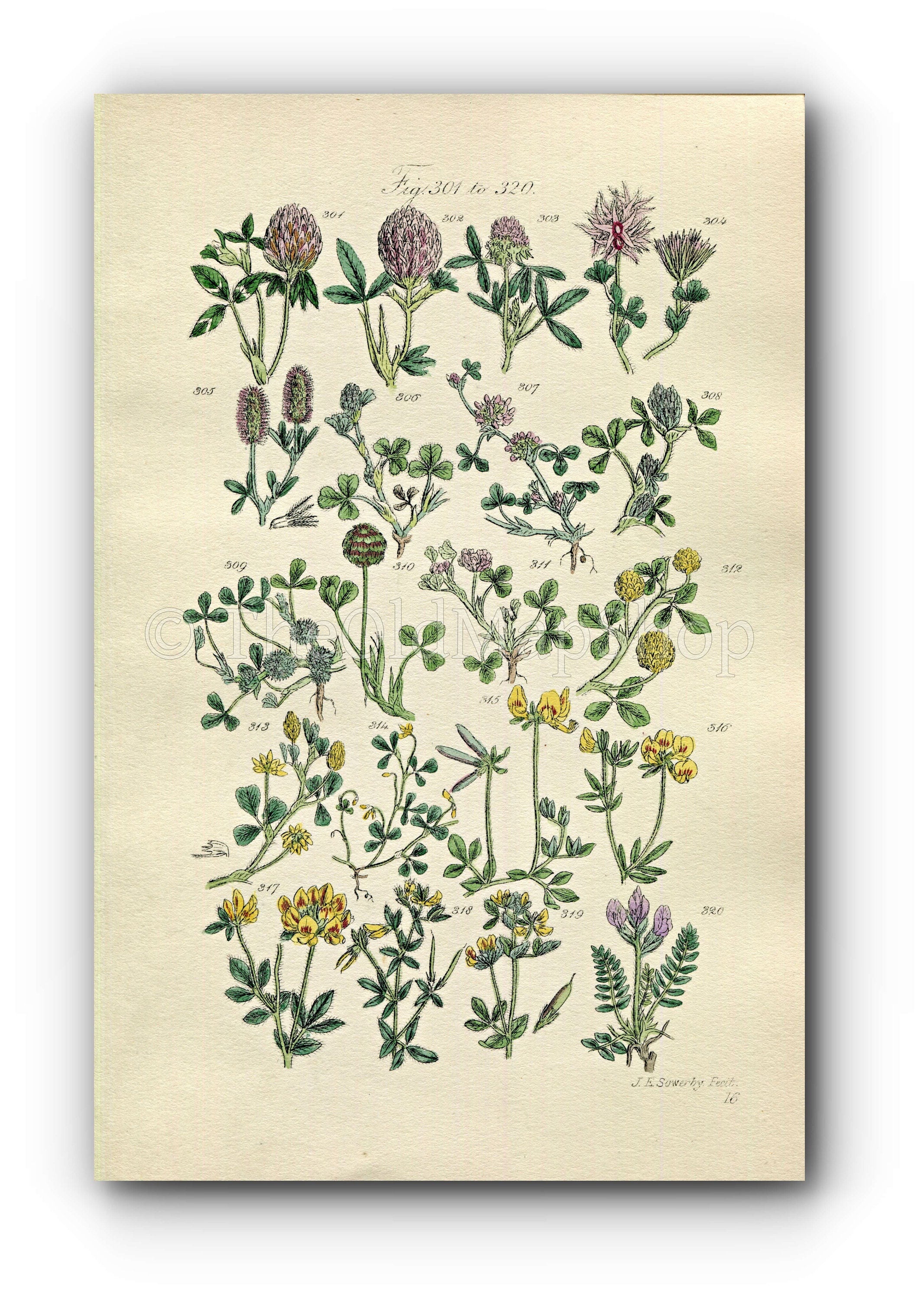 1914 Sowerby Antique Botanical Print, Red Clover, Red Trefoil, Purple Clover, Strawberry Trefoil, Plate 16, (Plants 301 - 320)