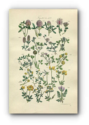 1914 Sowerby Antique Botanical Print, Red Clover, Red Trefoil, Purple Clover, Strawberry Trefoil, Plate 16, (Plants 301 - 320)