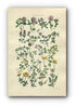 1914 Sowerby Antique Botanical Print, Red Clover, Red Trefoil, Purple Clover, Strawberry Trefoil, Plate 16, (Plants 301 - 320)