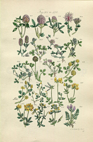 1914 Sowerby Antique Botanical Print, Red Clover, Red Trefoil, Purple Clover, Strawberry Trefoil, Plate 16, (Plants 301 - 320)