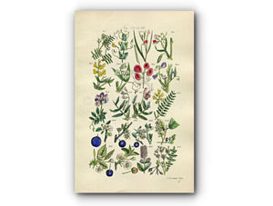 1914 Sowerby Antique Botanical Print, Vetchling, Everlasting Pea, Sweet Pea, Plum, Sloe, Cherry, Blackthorn, Plate 18, (Plants 341 - 360)