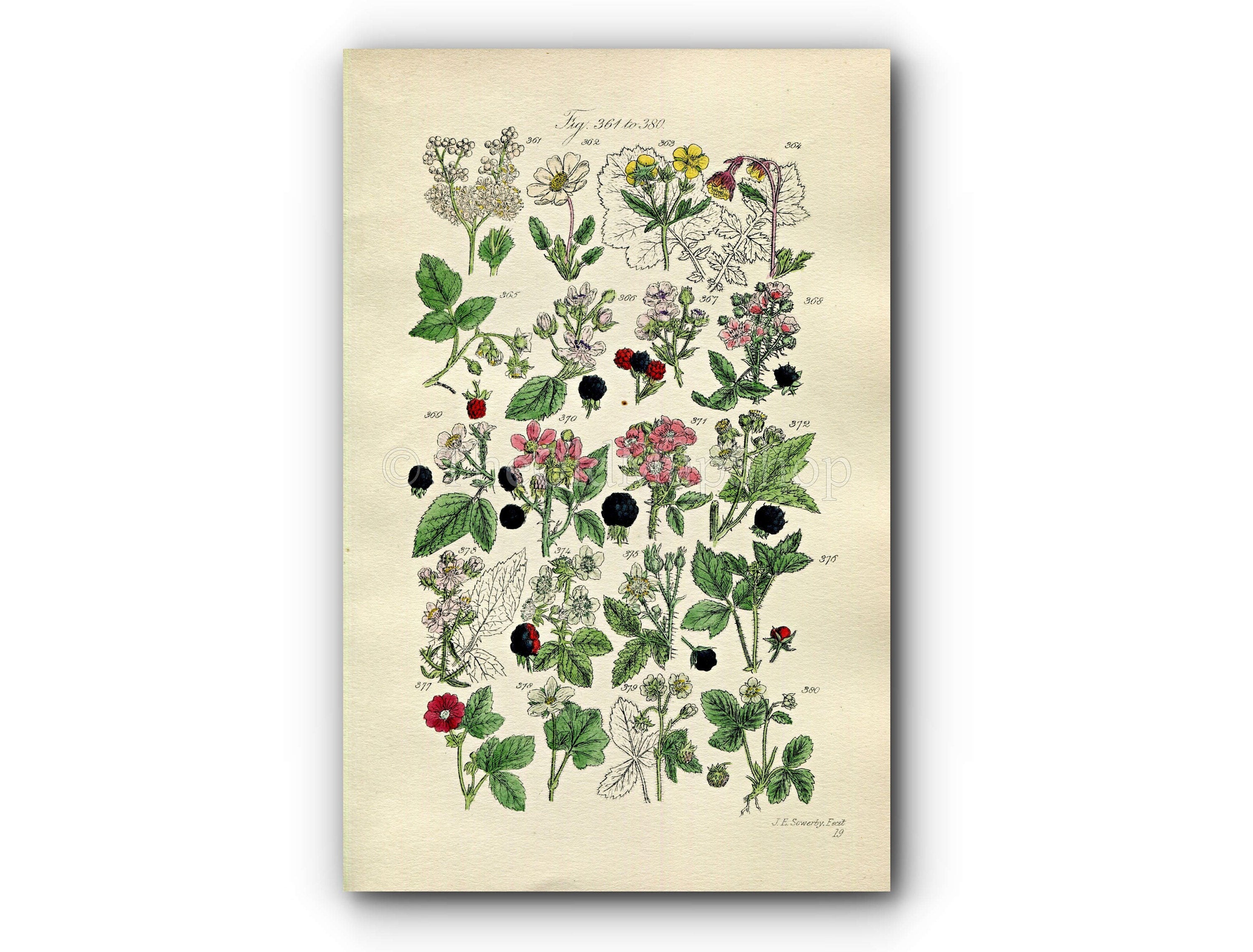 1914 Sowerby Antique Botanical Print, Raspberry, Bramble, Blackberry, Dewberry, Wild Strawberry, Cloudberry, Plate 19, (Plants 361 - 380)