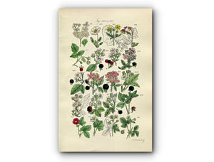 1914 Sowerby Antique Botanical Print, Raspberry, Bramble, Blackberry, Dewberry, Wild Strawberry, Cloudberry, Plate 19, (Plants 361 - 380)