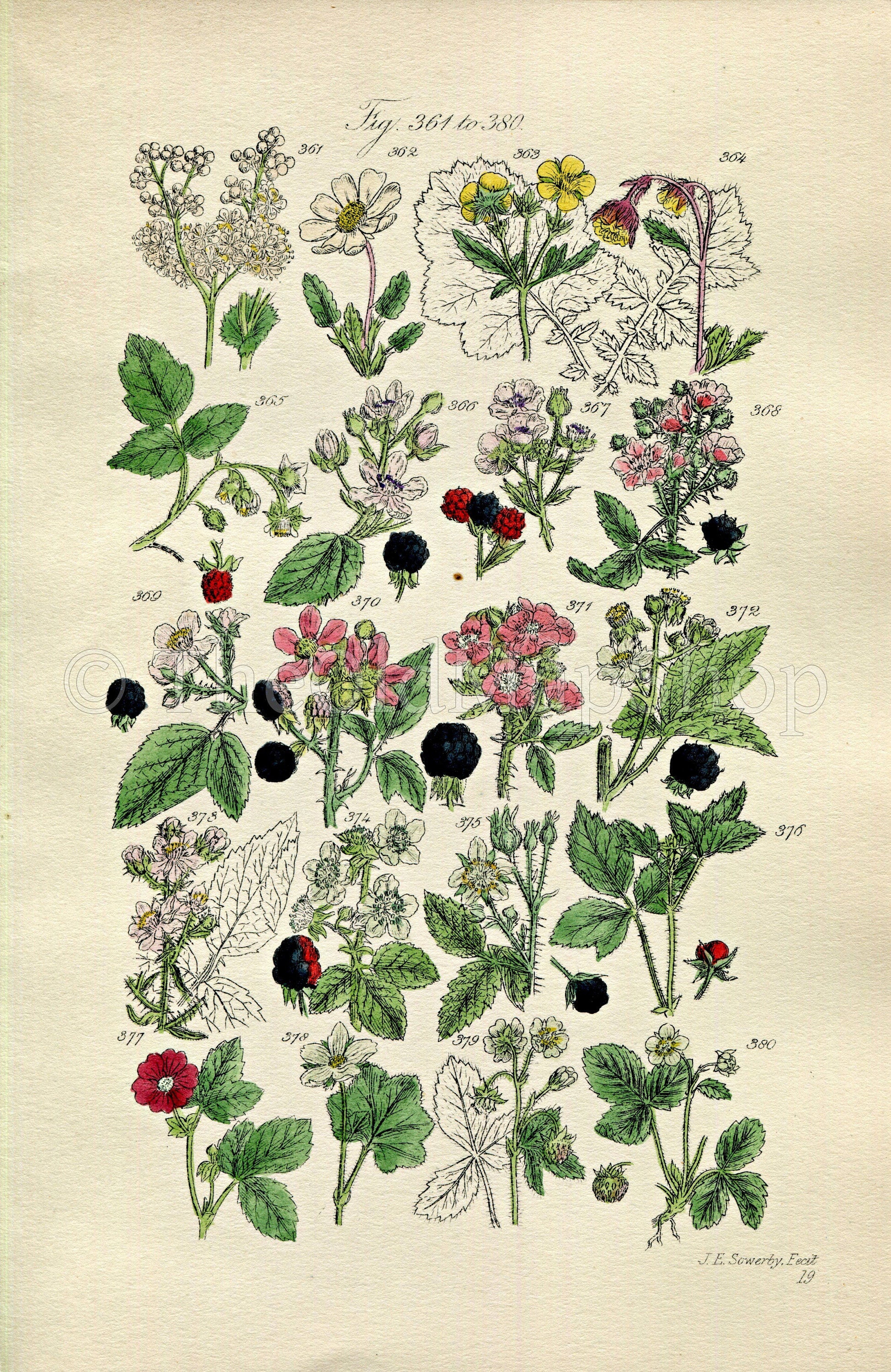 1914 Sowerby Antique Botanical Print, Raspberry, Bramble, Blackberry, Dewberry, Wild Strawberry, Cloudberry, Plate 19, (Plants 361 - 380)
