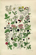 1914 Sowerby Antique Botanical Print, Raspberry, Bramble, Blackberry, Dewberry, Wild Strawberry, Cloudberry, Plate 19, (Plants 361 - 380)