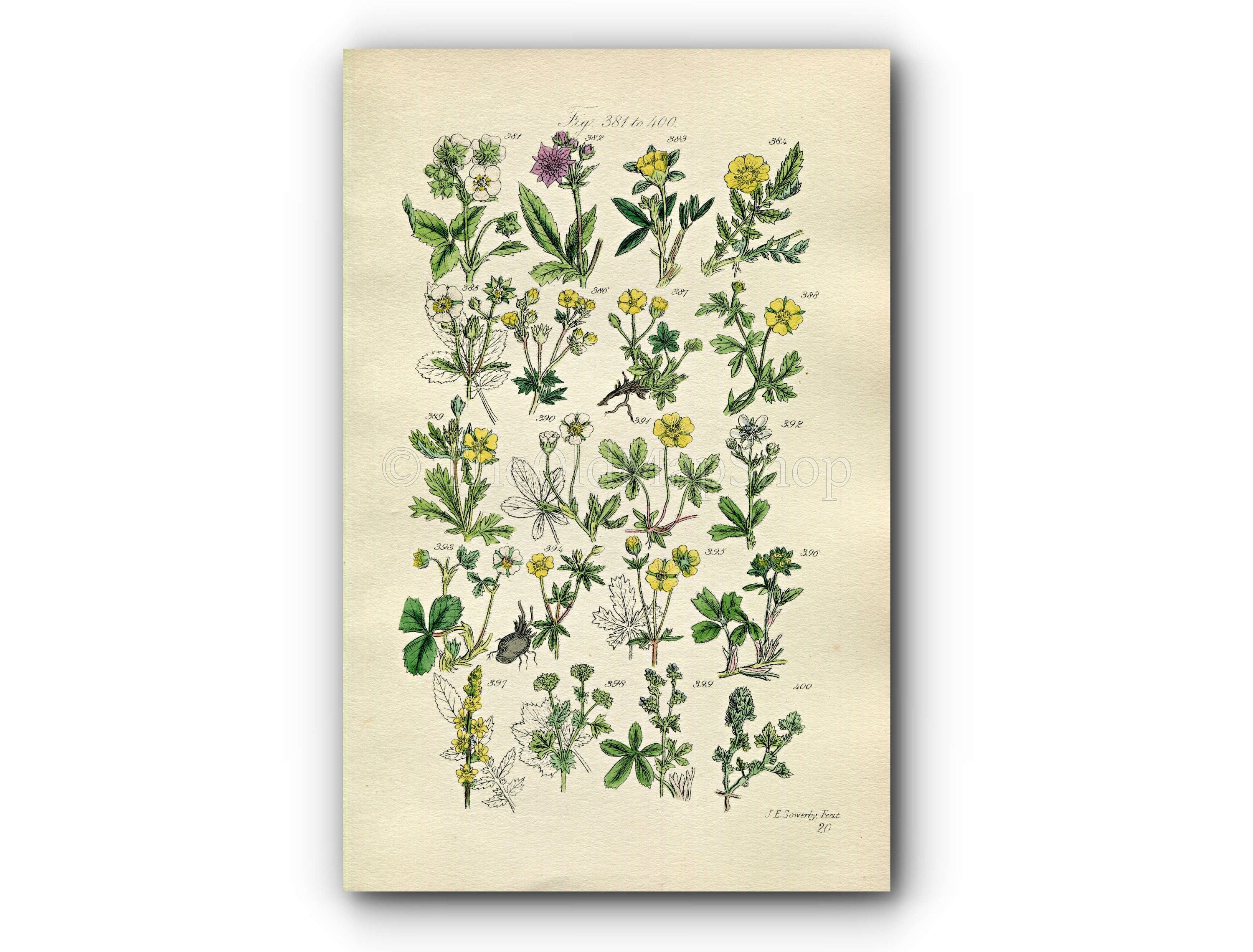 1914 Sowerby Antique Botanical Print, Hautboy Strawberry, Spring Cinquefoil, Barren Strawberry, Agrimony, Plate 20, (Plants 381 - 400)