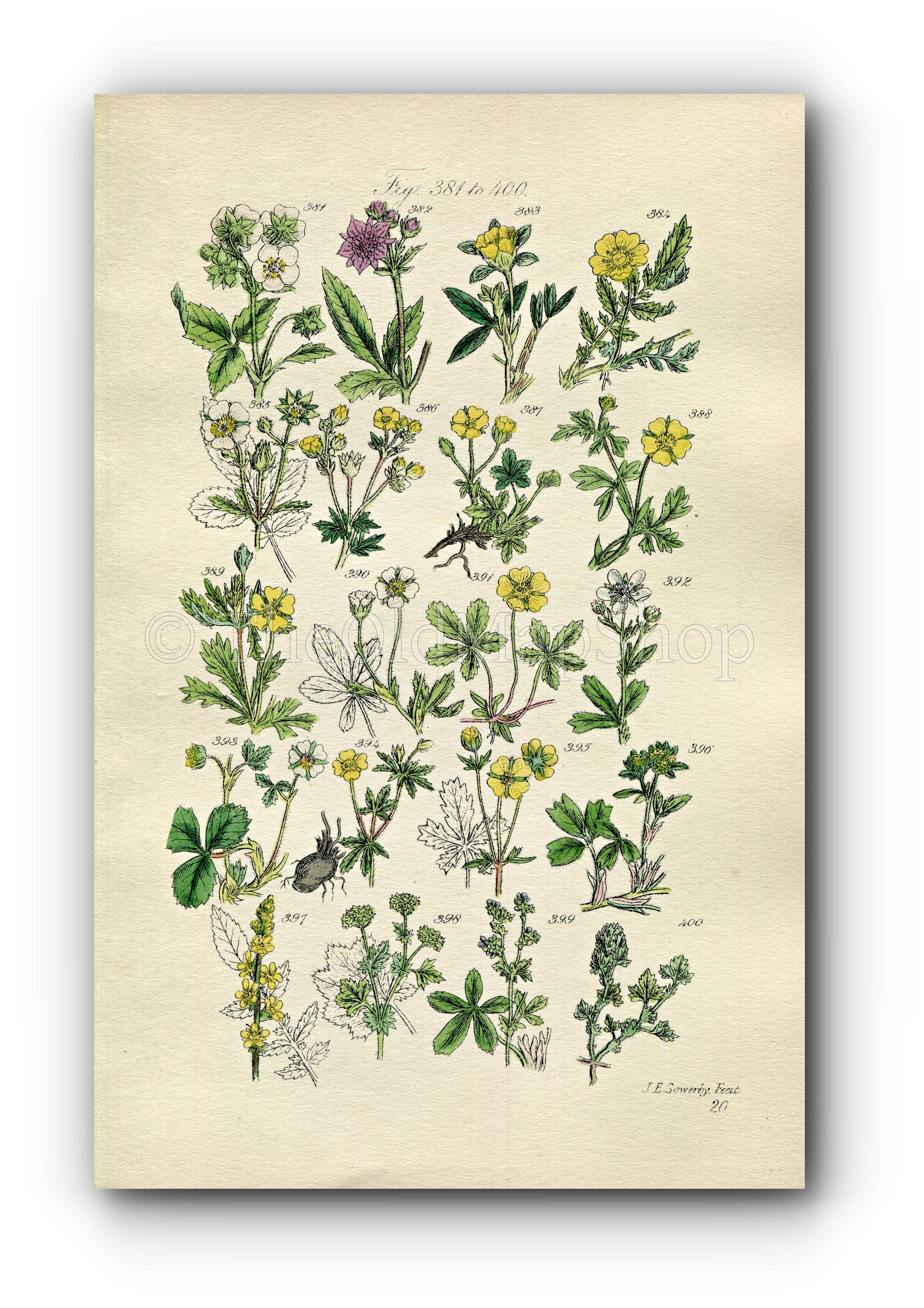 1914 Sowerby Antique Botanical Print, Hautboy Strawberry, Spring Cinquefoil, Barren Strawberry, Agrimony, Plate 20, (Plants 381 - 400)
