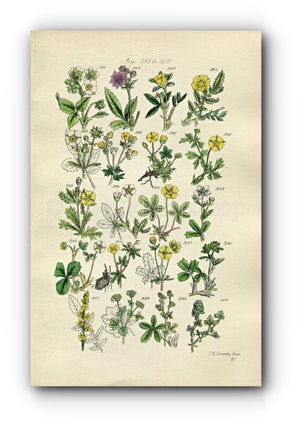 1914 Sowerby Antique Botanical Print, Hautboy Strawberry, Spring Cinquefoil, Barren Strawberry, Agrimony, Plate 20, (Plants 381 - 400)