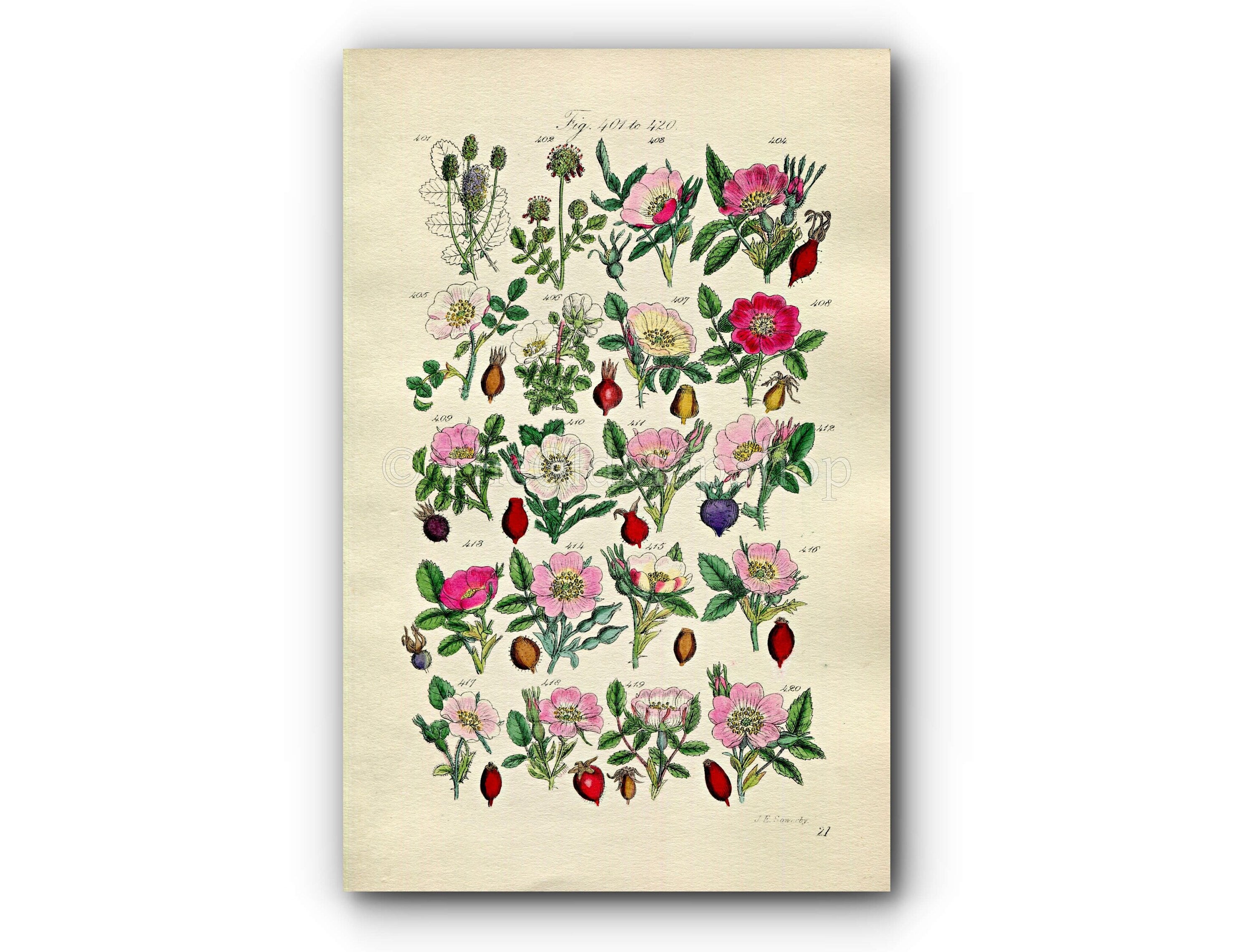 1914 Sowerby Antique Botanical Print, Burnet Rose, Cinnamon Rose, Irish Rose, Apple Rose, Sweet Briar, Dog Rose Plate 21, (Plants 401 - 420)