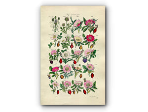 1914 Sowerby Antique Botanical Print, Burnet Rose, Cinnamon Rose, Irish Rose, Apple Rose, Sweet Briar, Dog Rose Plate 21, (Plants 401 - 420)
