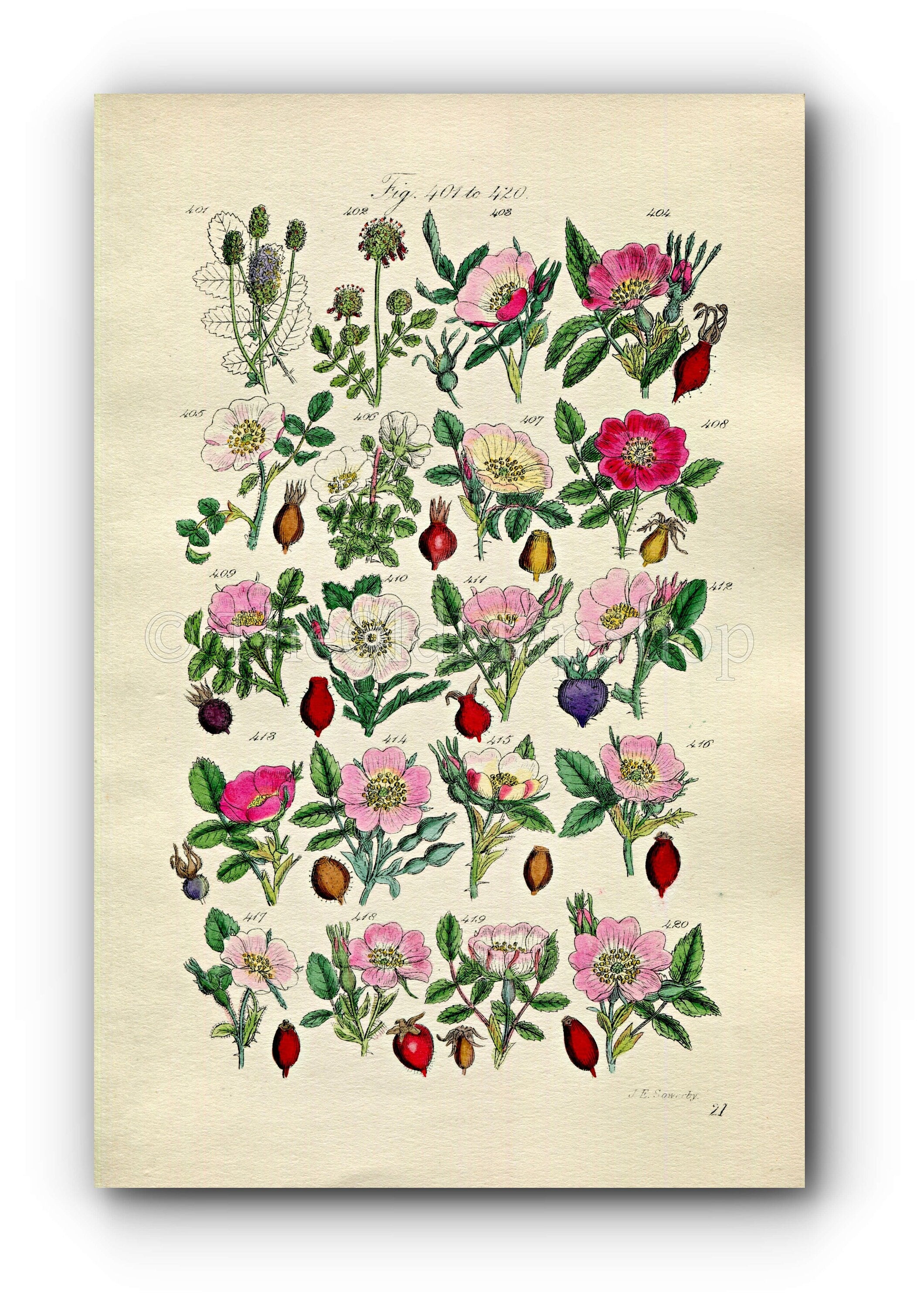 1914 Sowerby Antique Botanical Print, Burnet Rose, Cinnamon Rose, Irish Rose, Apple Rose, Sweet Briar, Dog Rose Plate 21, (Plants 401 - 420)