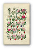 1914 Sowerby Antique Botanical Print, Burnet Rose, Cinnamon Rose, Irish Rose, Apple Rose, Sweet Briar, Dog Rose Plate 21, (Plants 401 - 420)