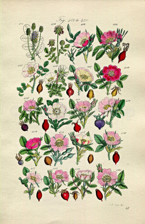1914 Sowerby Antique Botanical Print, Burnet Rose, Cinnamon Rose, Irish Rose, Apple Rose, Sweet Briar, Dog Rose Plate 21, (Plants 401 - 420)