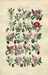 1914 Sowerby Antique Botanical Print, Burnet Rose, Cinnamon Rose, Irish Rose, Apple Rose, Sweet Briar, Dog Rose Plate 21, (Plants 401 - 420)